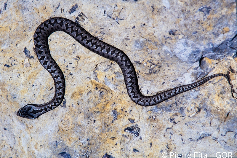 Vipère aspic ssp Zinnikeri, morphe de garrigue, Périllos, 1989.jpg
